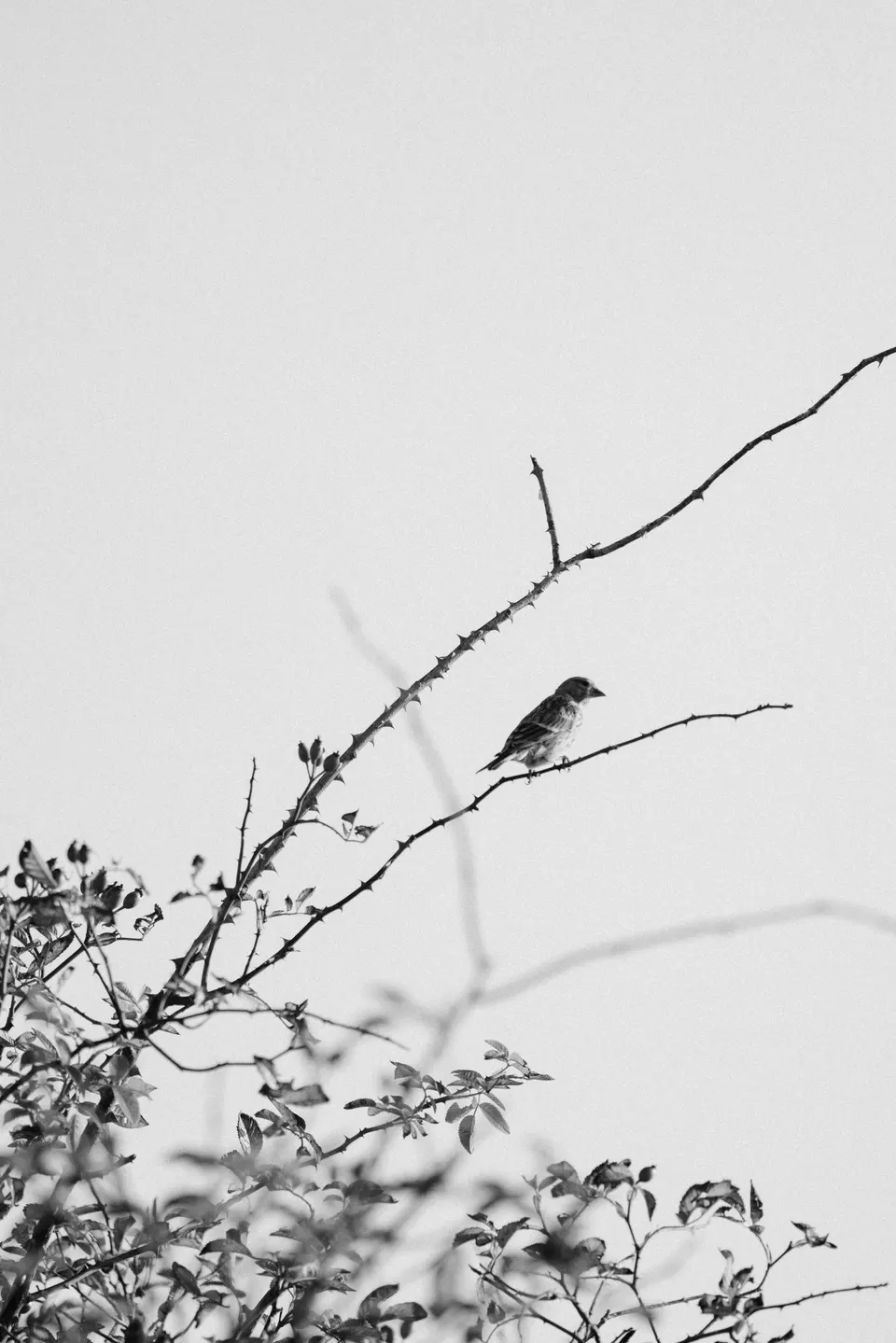Field scene with high texture and lived-in softness.