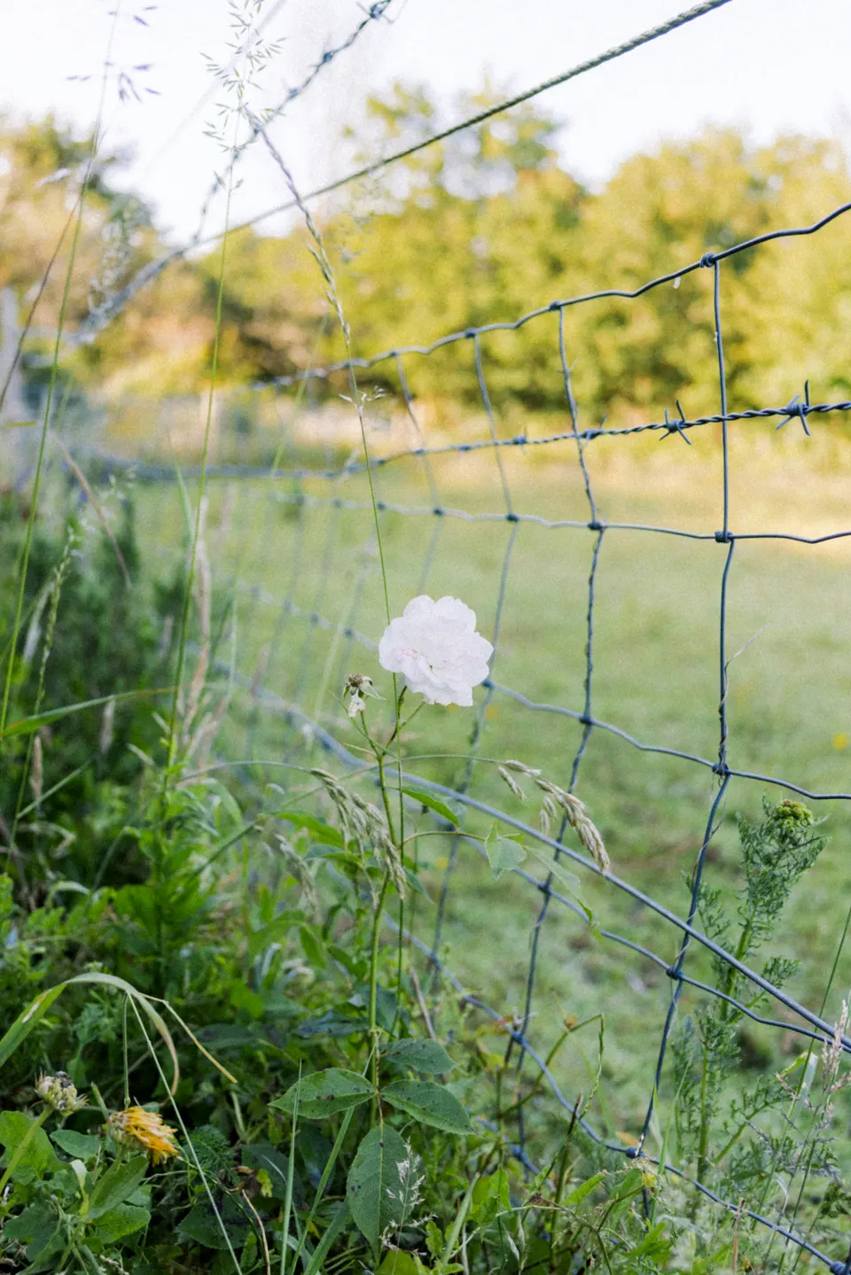 Wild flower caught in a wire fence in a sunlit field.