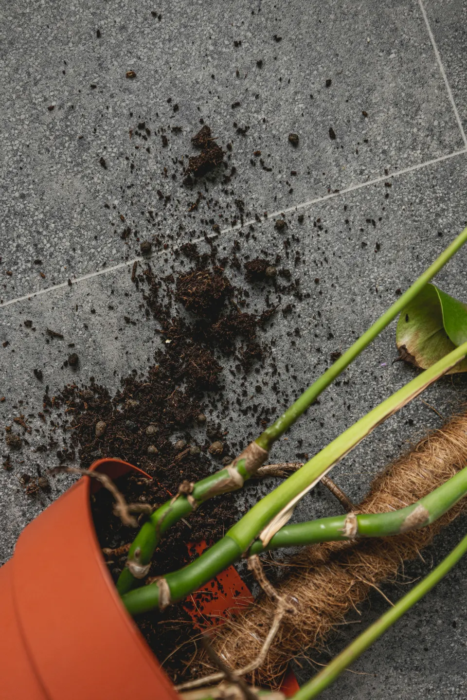 Soil and stems arranged with rough texture.
