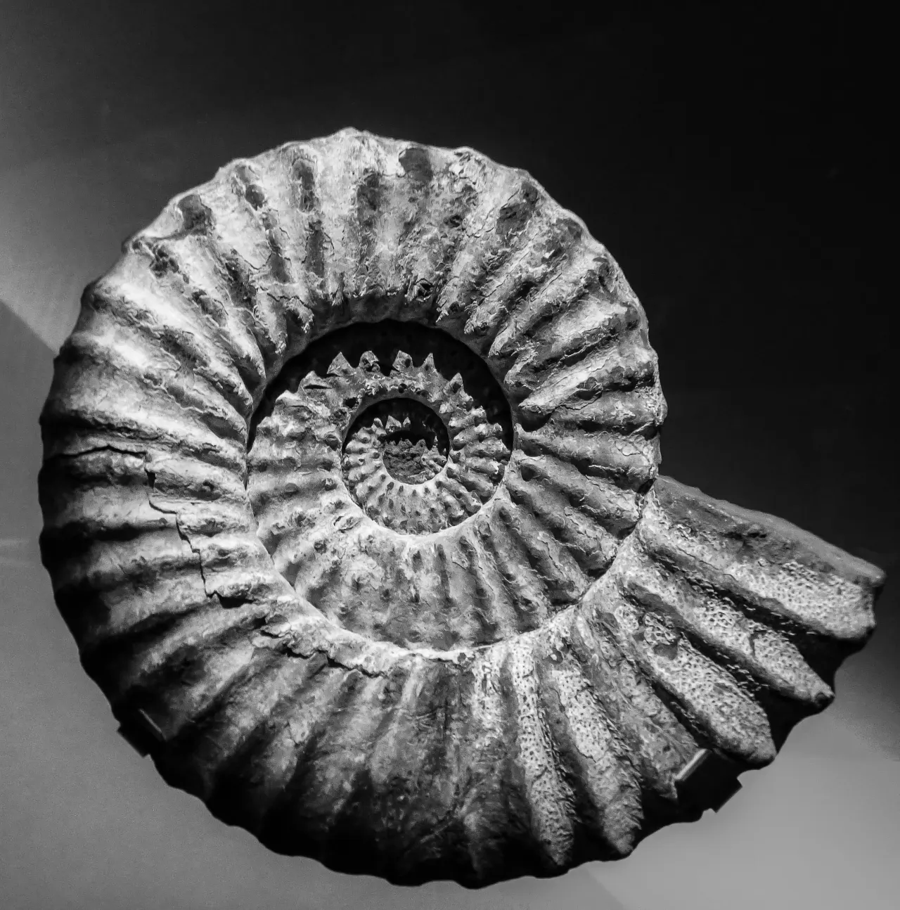 Black-and-white shell spiral with graphic contrast.