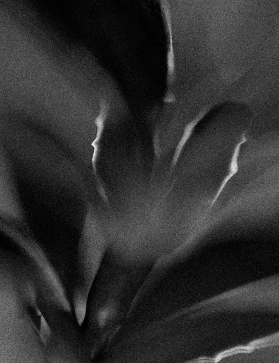 Soft-focus black-and-white flower with visible grain.
